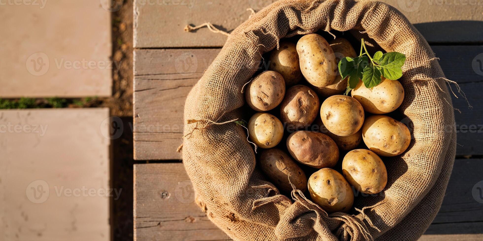 Freshly Harvested Potatoes Gathered In A Burlap Sack Under Soft Morning Light. photo