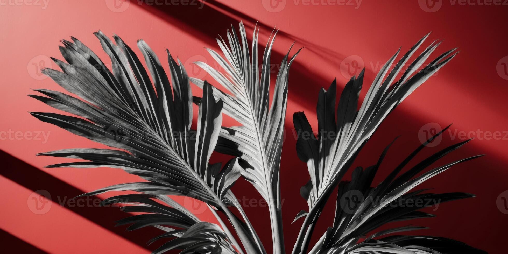 Palm Leaves and Shadow on Red Background. photo