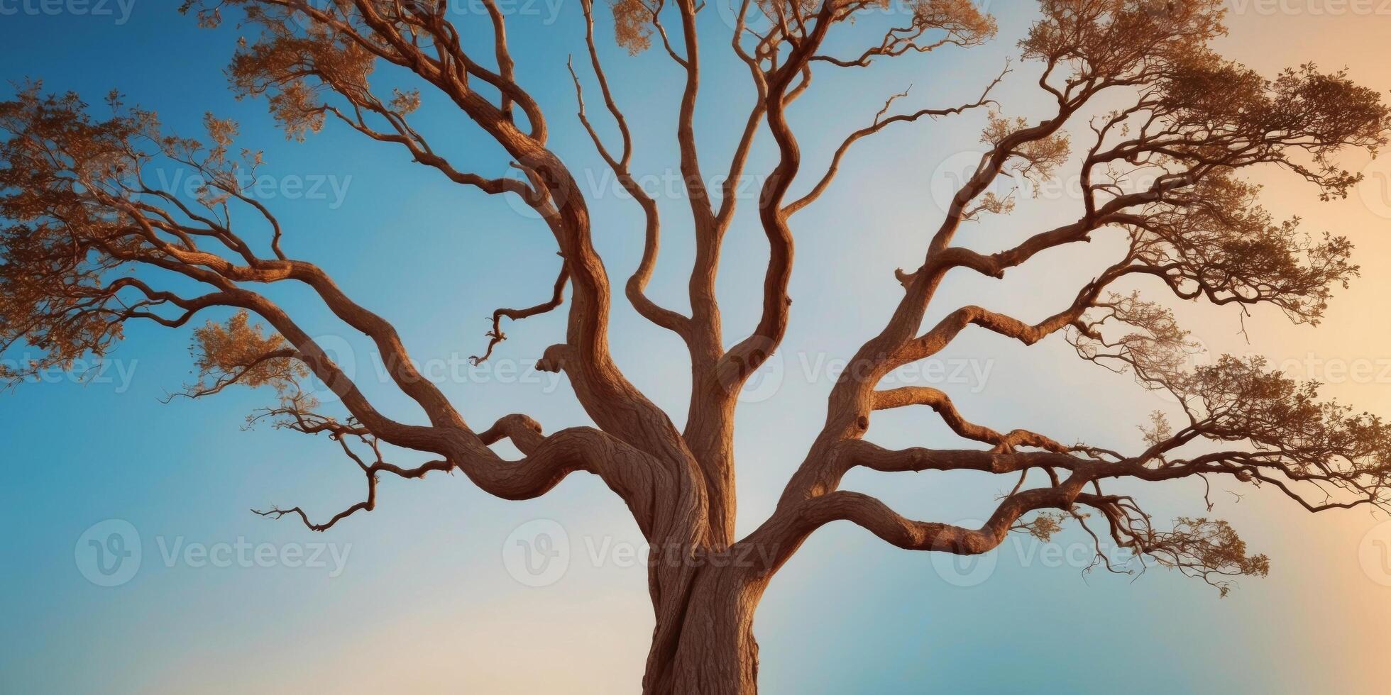 Tree through with looking trees over soaring surrounding edge. photo