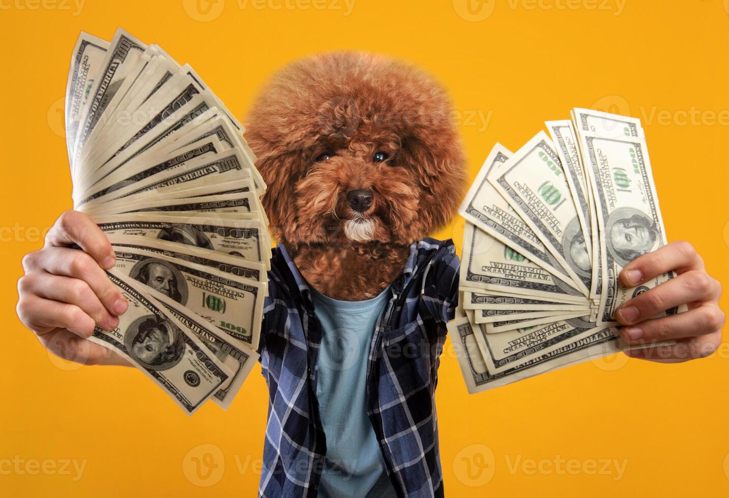 A fluffy dog in a playful outfit is joyfully holding large bundles of cash with both paws. The bright yellow background enhances the cheerful atmosphere, making it a lively and humorous display. photo