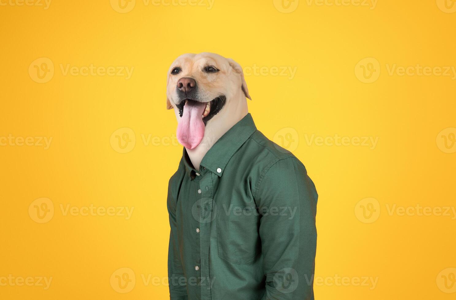 A cheerful dog stands upright, wearing a green shirt that contrasts with a vibrant yellow background. Its tongue hangs out playfully, adding to its lively expression photo