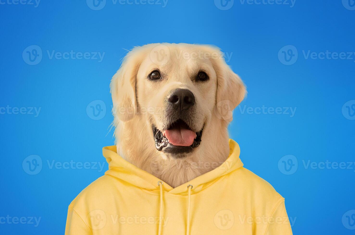 A cheerful golden retriever is dressed in a yellow hoodie, showcasing its playful personality. The bright blue background accentuates the dog's joyful expression and fluffy coat photo
