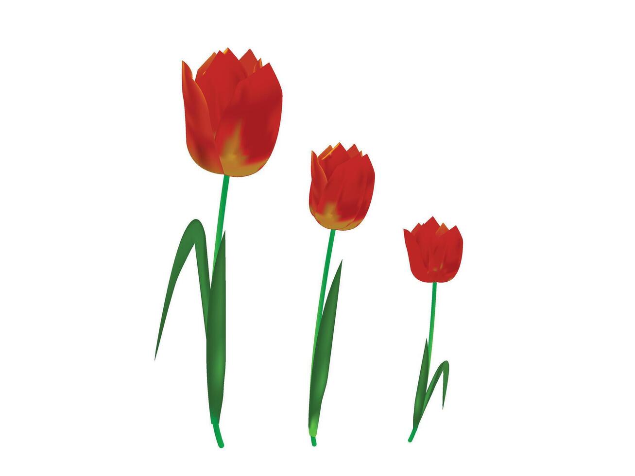 Red Tulip Illustration vector