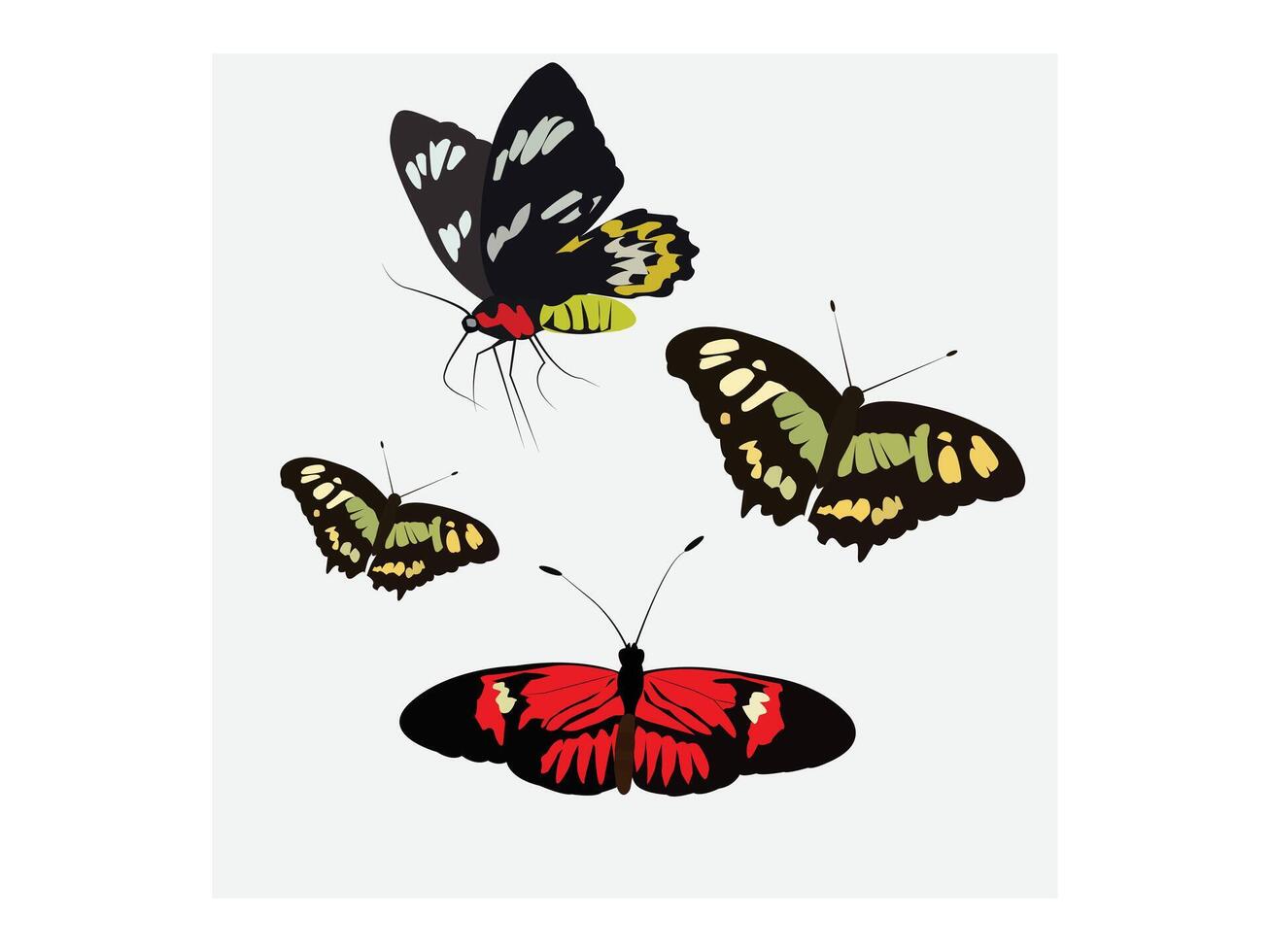 Butterfly illustration on white background vector