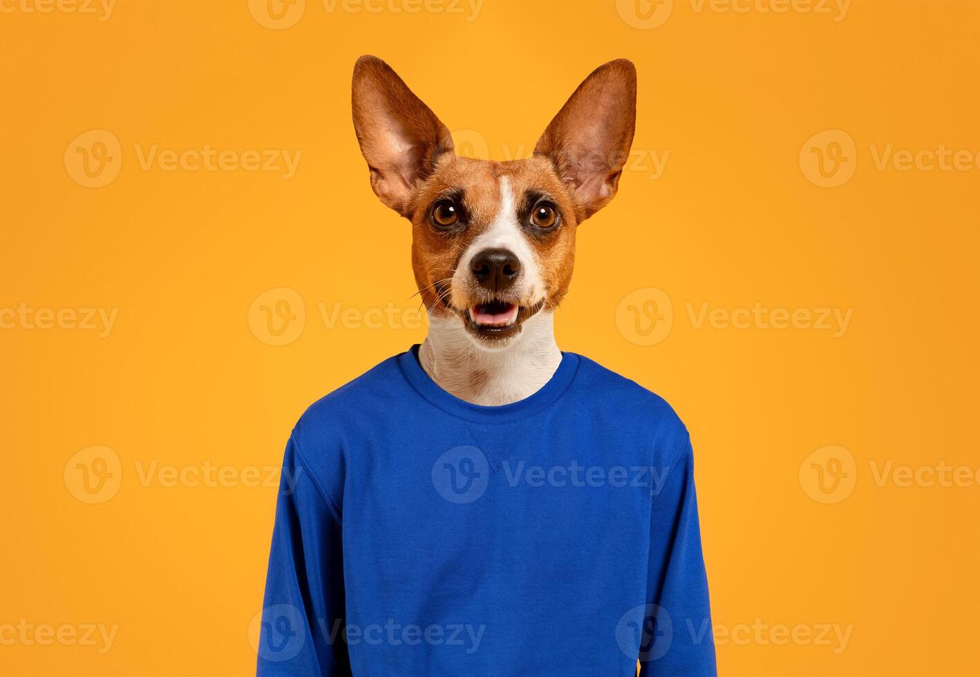 A brown and white dog with large ears is wearing a blue sweatshirt and is looking directly at the camera with its tongue sticking out. The dog is standing in front of a solid yellow background. photo