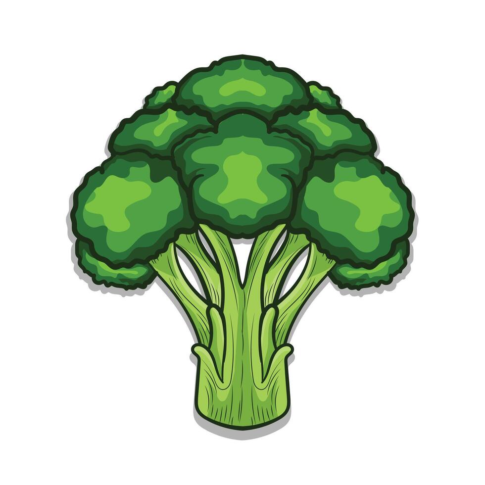 Broccoli illustration white background design vector