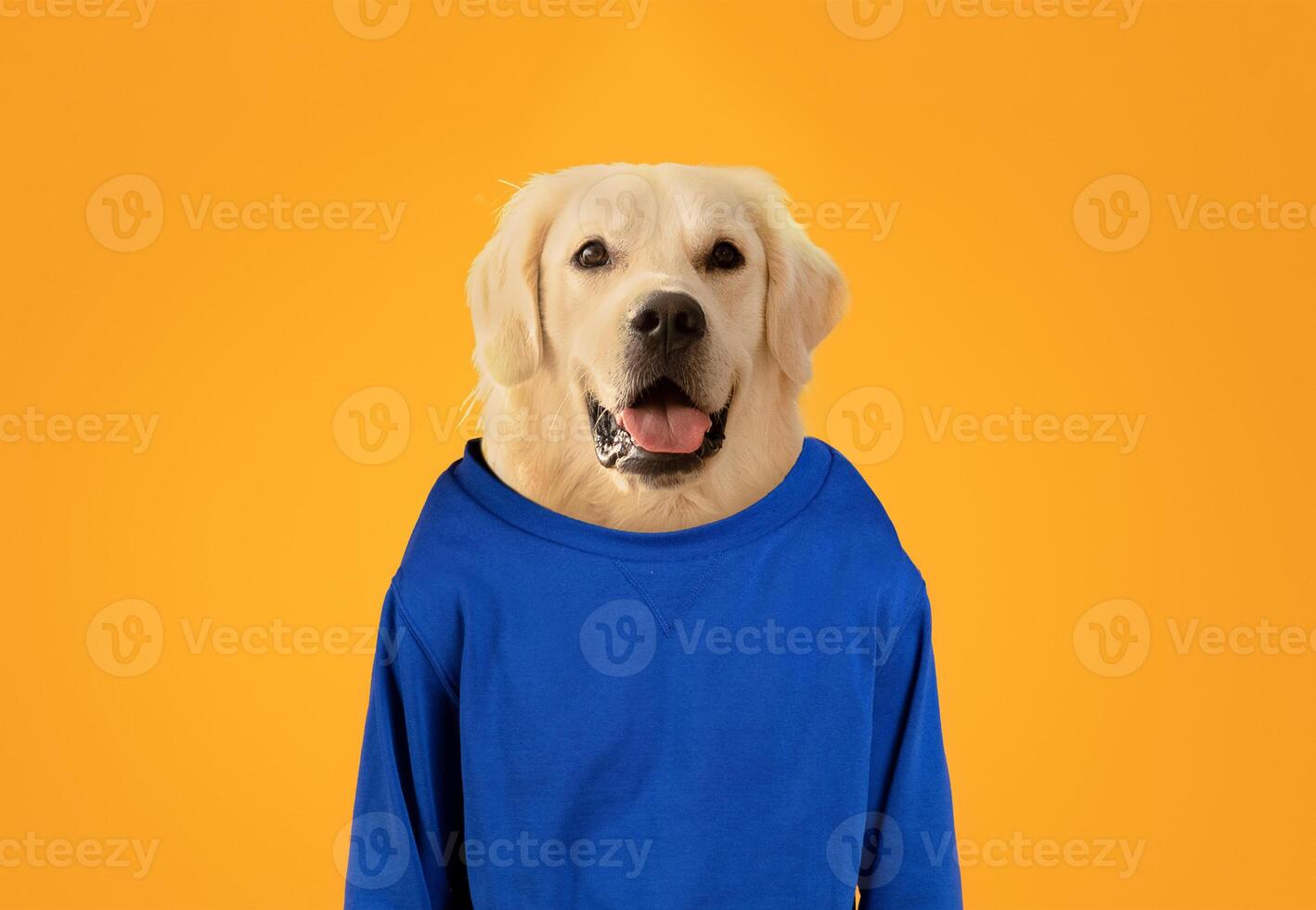 A friendly golden retriever stands proudly while wearing a vibrant blue sweater. The dog has a cheerful expression, showcasing its playful nature against a striking orange backdrop. photo
