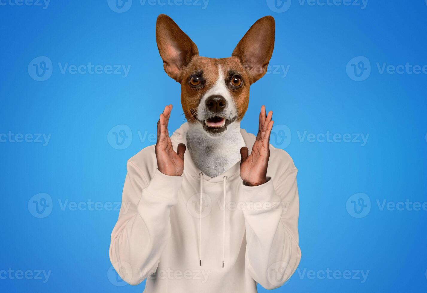 A cheerful brown and white dog, dressed in a cozy hoodie, stands in front of a vibrant blue background. The dog appears playful, with paws raised as if expressing excitement or curiosity. photo