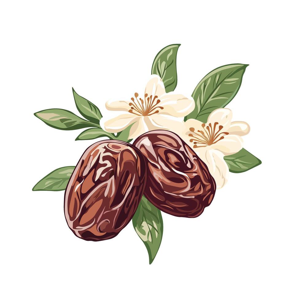 Dates and flowers on a white background vector
