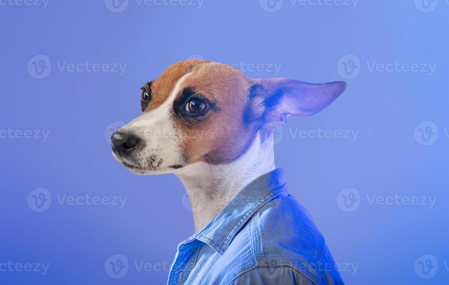 A dog with a unique appearance features prominently, wearing a denim shirt that highlights its charming personality. The vivid blue backdrop enhances the playful atmosphere photo