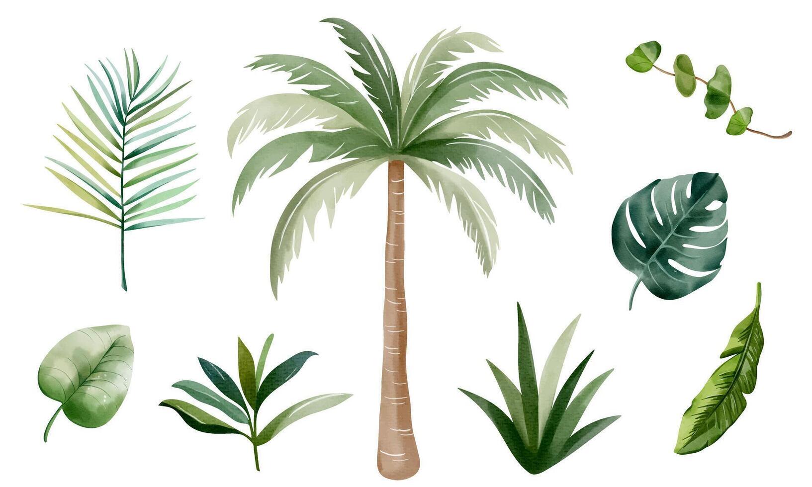 Watercolor tropical leaves and palm tree. Set of exotic leaves. Palm leaves. Hand drawn floral elements. vector