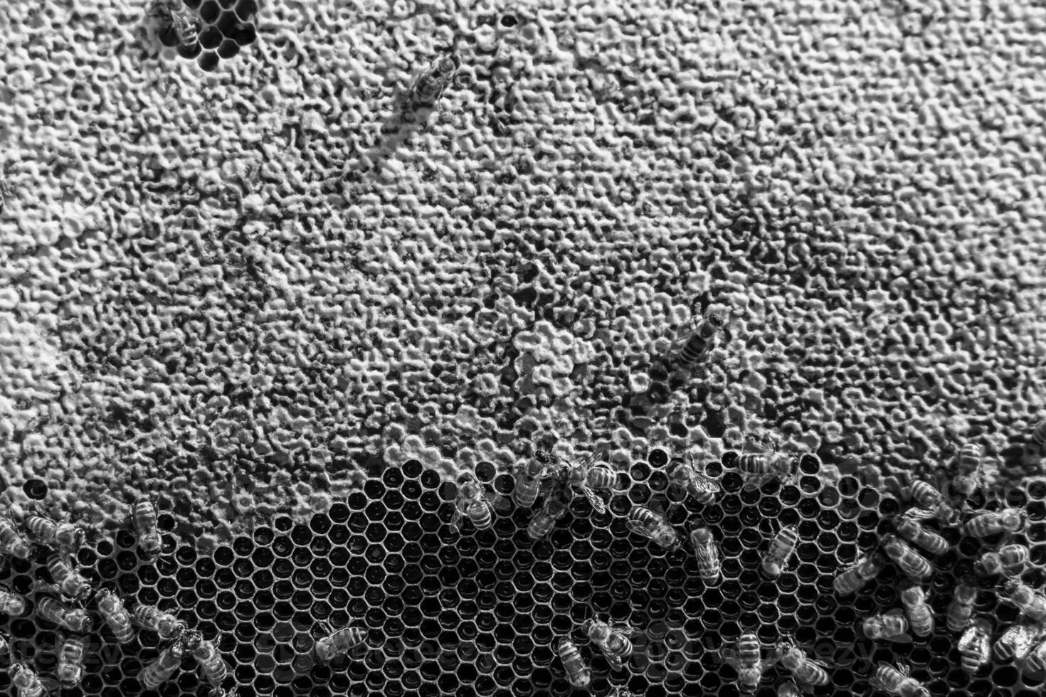 Abstract hexagon structure is honeycomb from bee hive filled photo