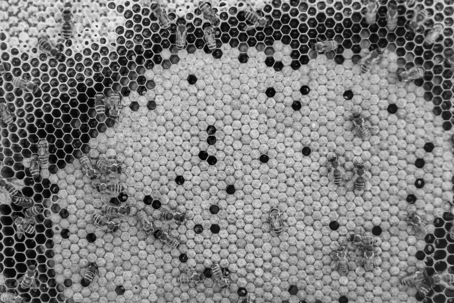 Abstract hexagon structure is honeycomb from bee hive filled photo