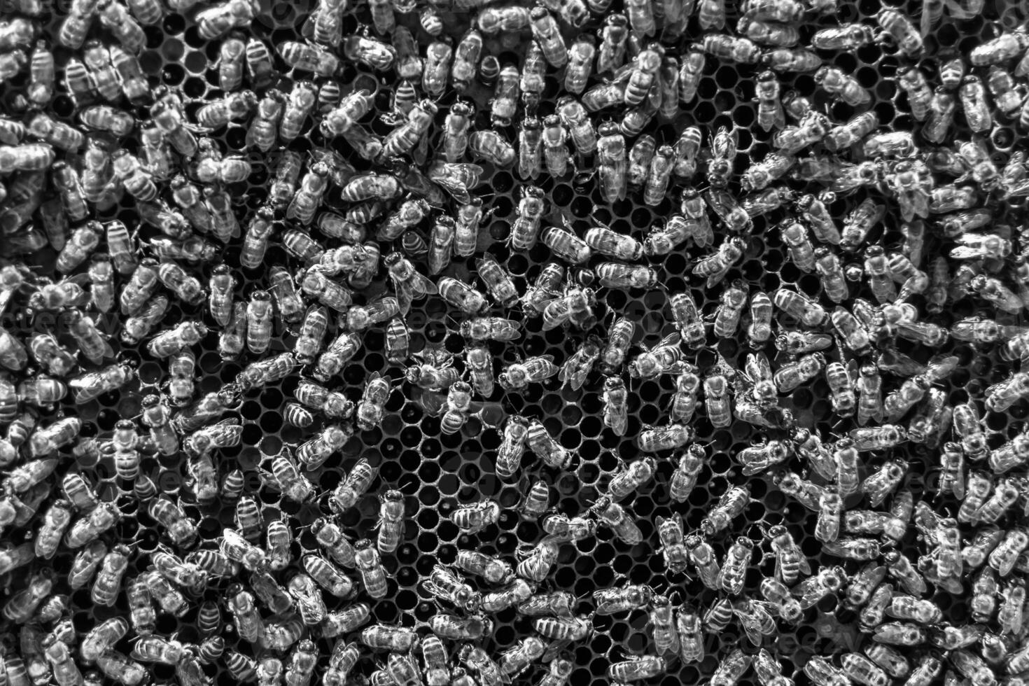 Abstract hexagon structure is honeycomb from bee hive filled photo