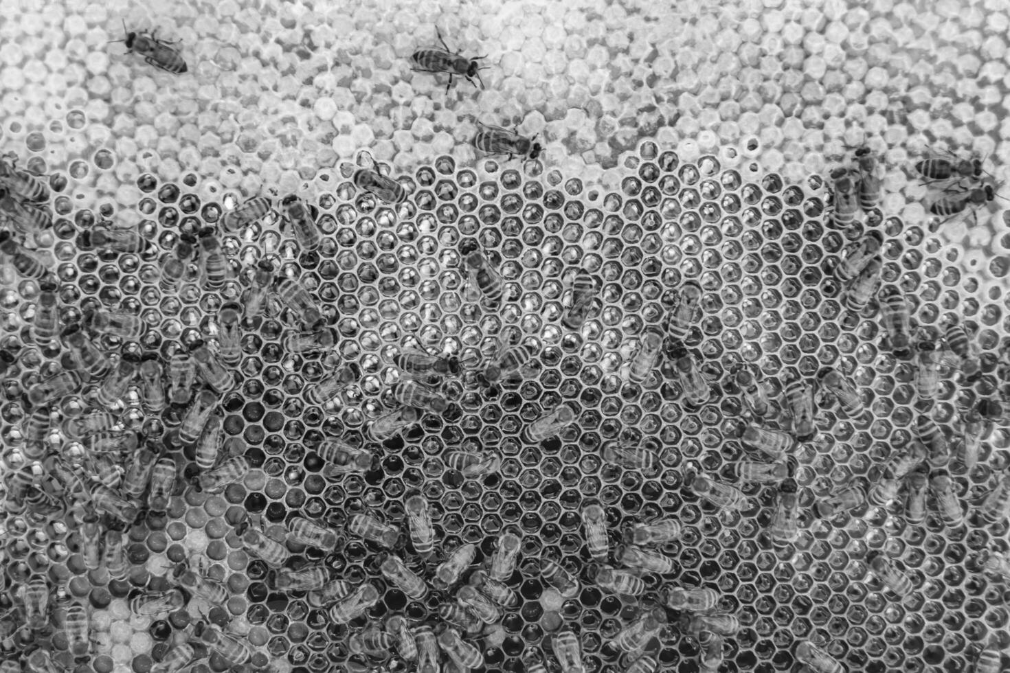 Abstract hexagon structure is honeycomb from bee hive filled photo