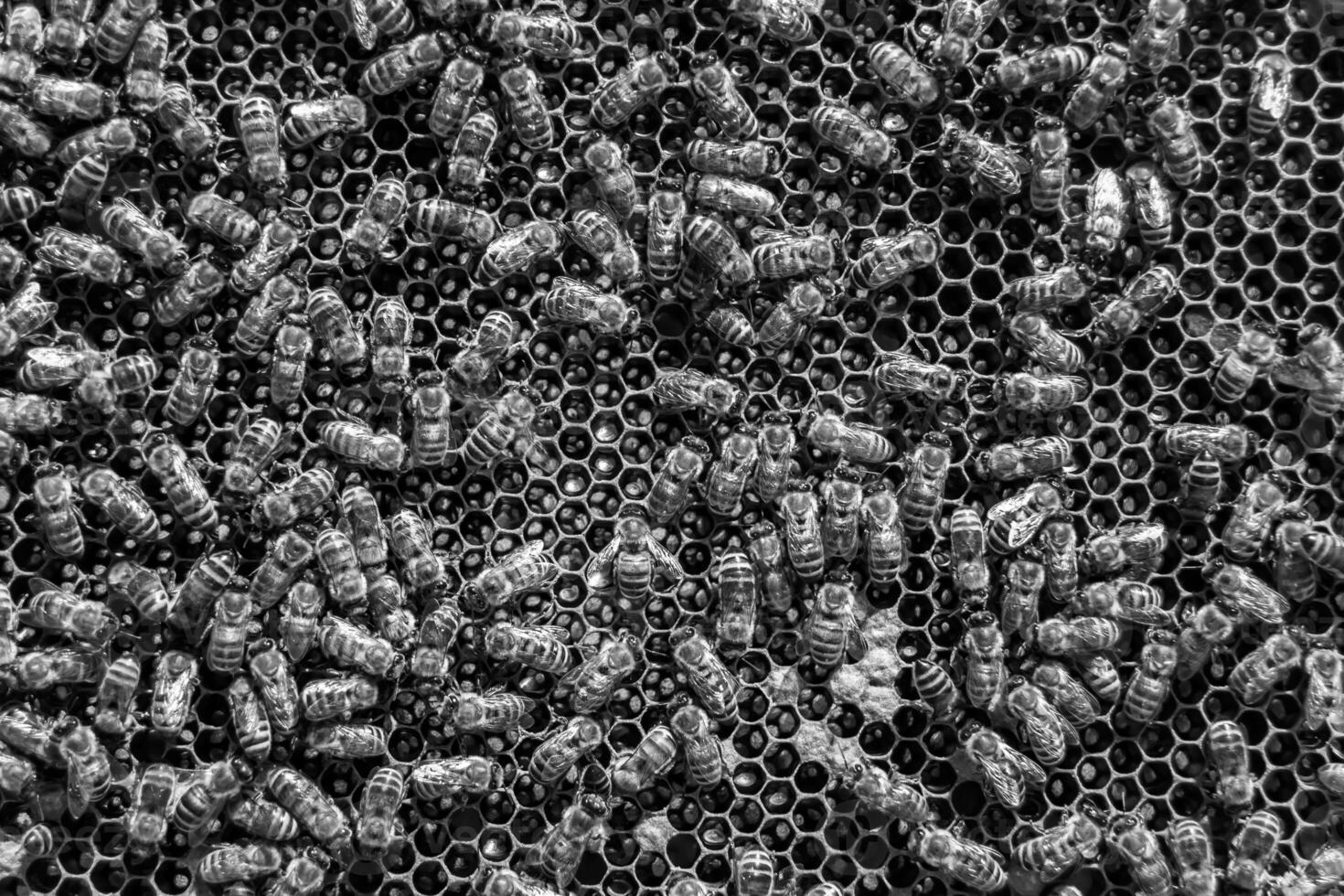 Abstract hexagon structure is honeycomb from bee hive filled photo