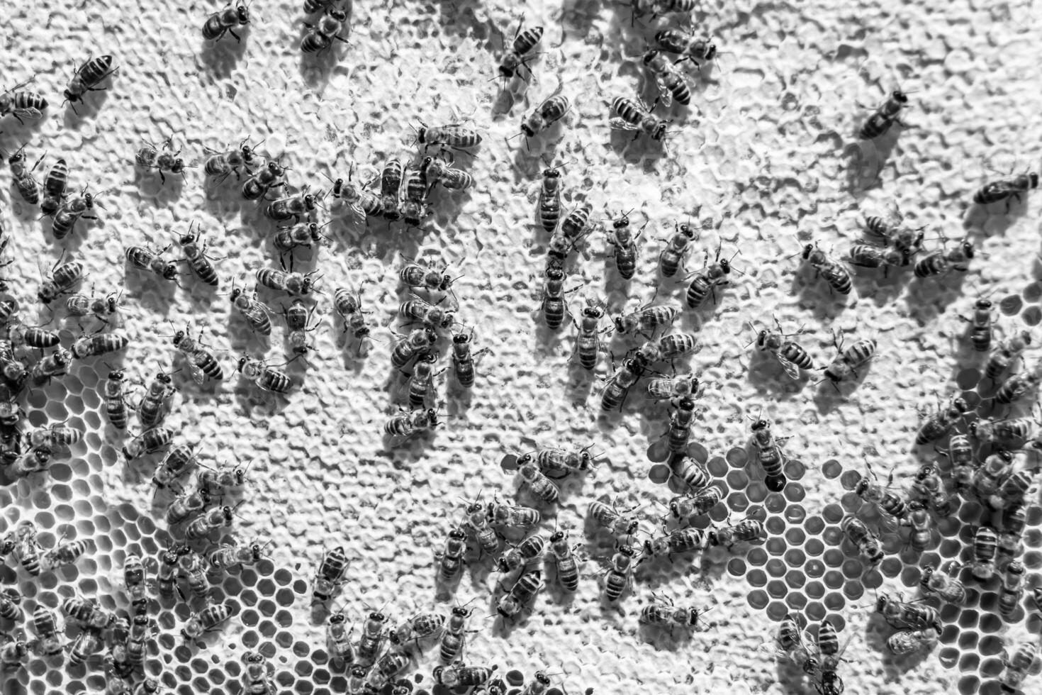 Abstract hexagon structure is honeycomb from bee hive filled photo