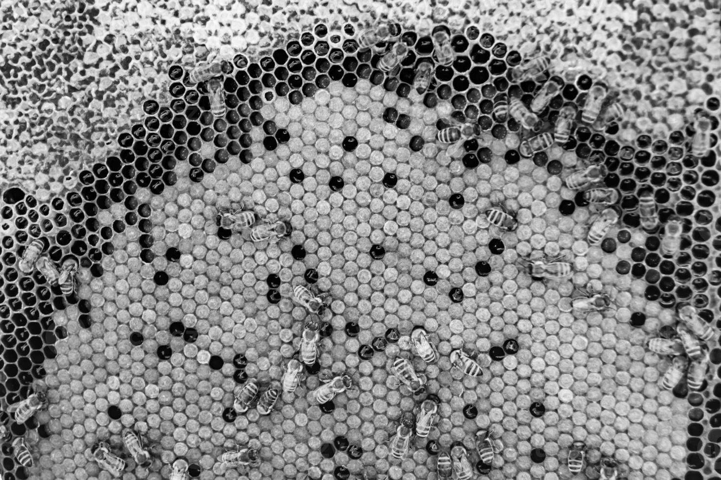 Abstract hexagon structure is honeycomb from bee hive filled photo
