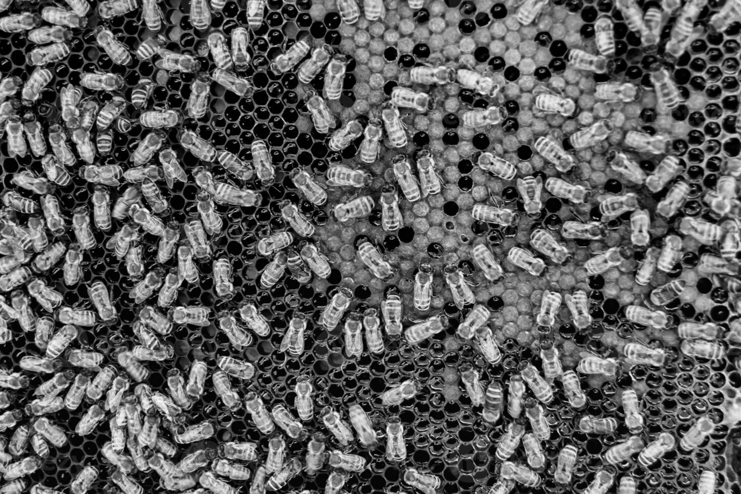 Abstract hexagon structure is honeycomb from bee hive filled photo