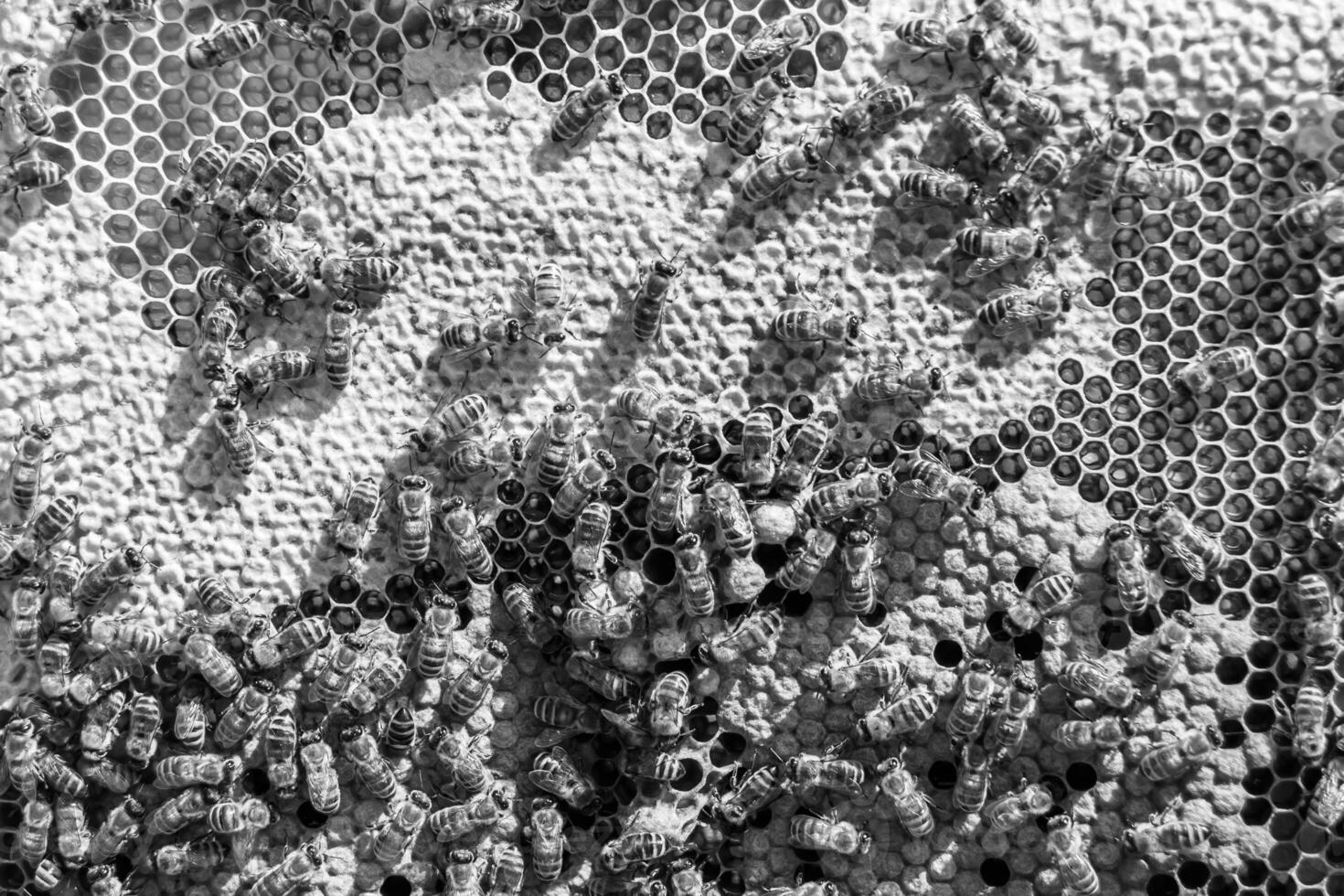 Abstract hexagon structure is honeycomb from bee hive filled photo