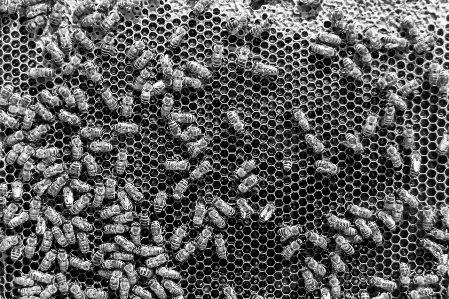 Abstract hexagon structure is honeycomb from bee hive filled photo