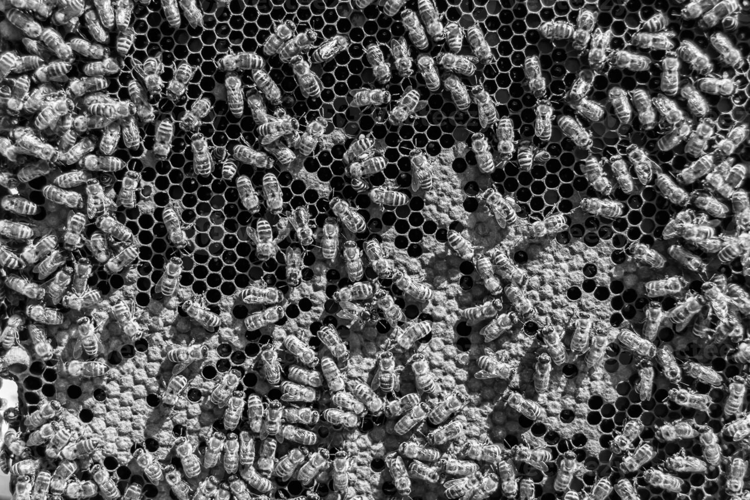 Abstract hexagon structure is honeycomb from bee hive filled photo