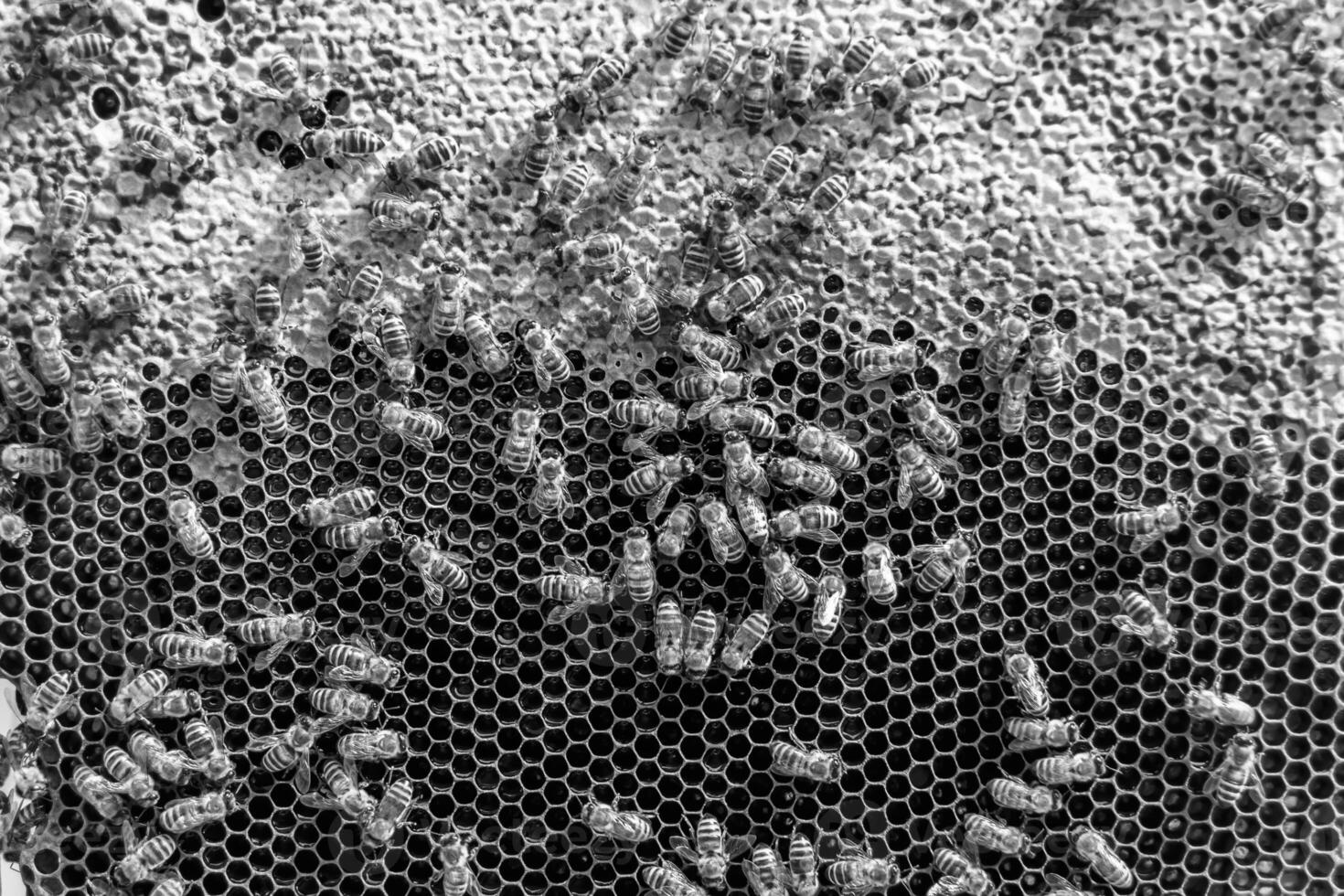 Abstract hexagon structure is honeycomb from bee hive filled photo