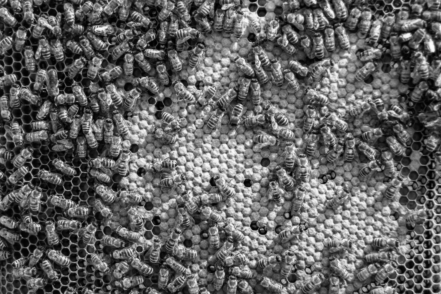 Abstract hexagon structure is honeycomb from bee hive filled photo