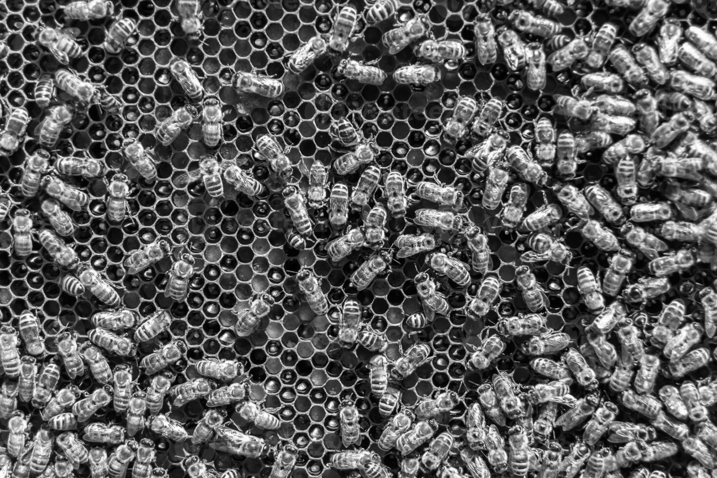 Abstract hexagon structure is honeycomb from bee hive filled photo