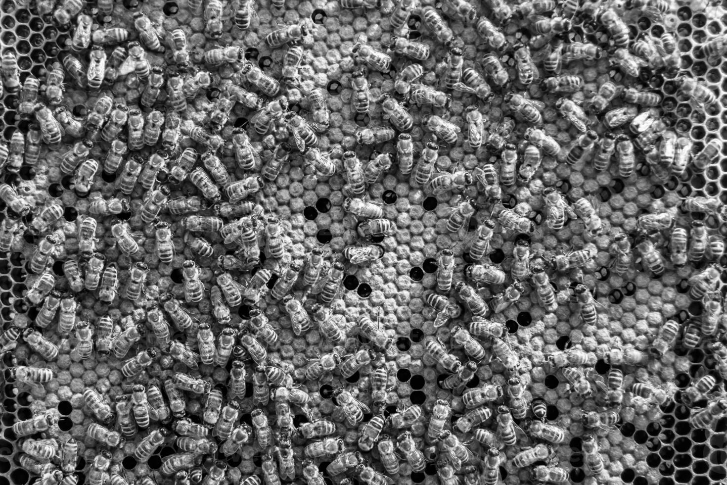 Abstract hexagon structure is honeycomb from bee hive filled photo