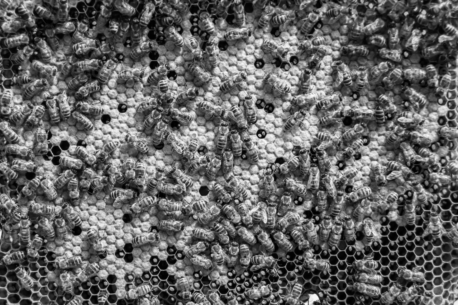 Abstract hexagon structure is honeycomb from bee hive filled photo