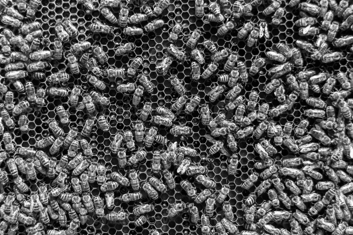 Abstract hexagon structure is honeycomb from bee hive filled photo