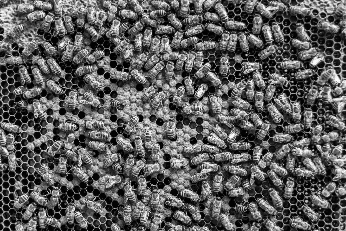 Abstract hexagon structure is honeycomb from bee hive filled photo