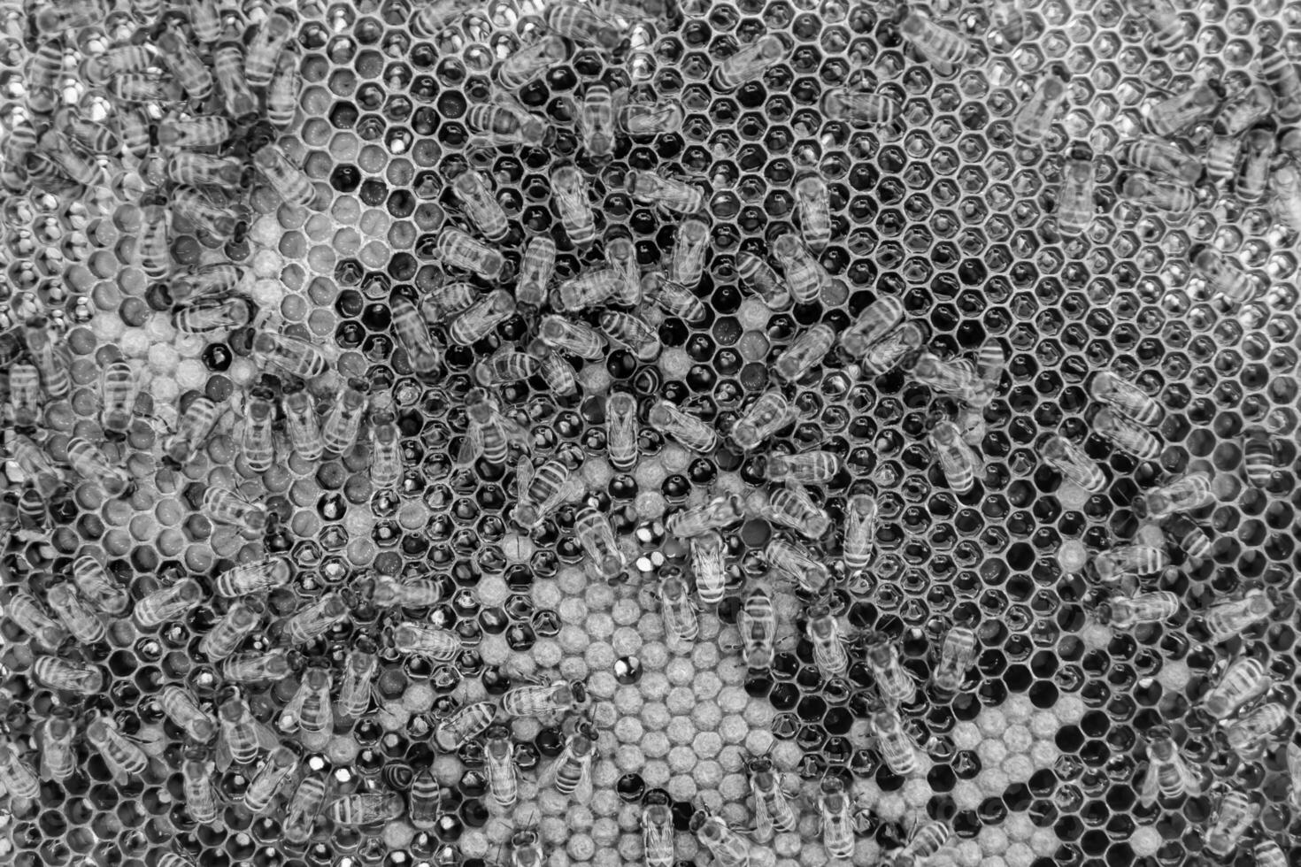 Abstract hexagon structure is honeycomb from bee hive filled photo