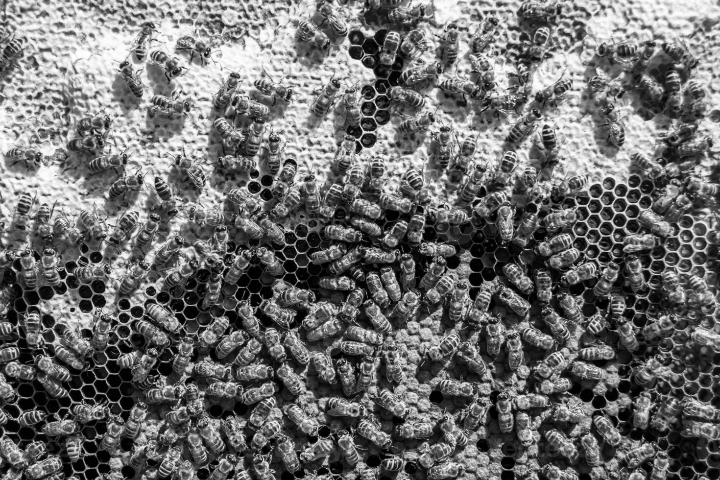Abstract hexagon structure is honeycomb from bee hive filled photo