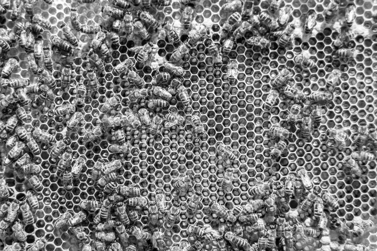 Abstract hexagon structure is honeycomb from bee hive filled photo