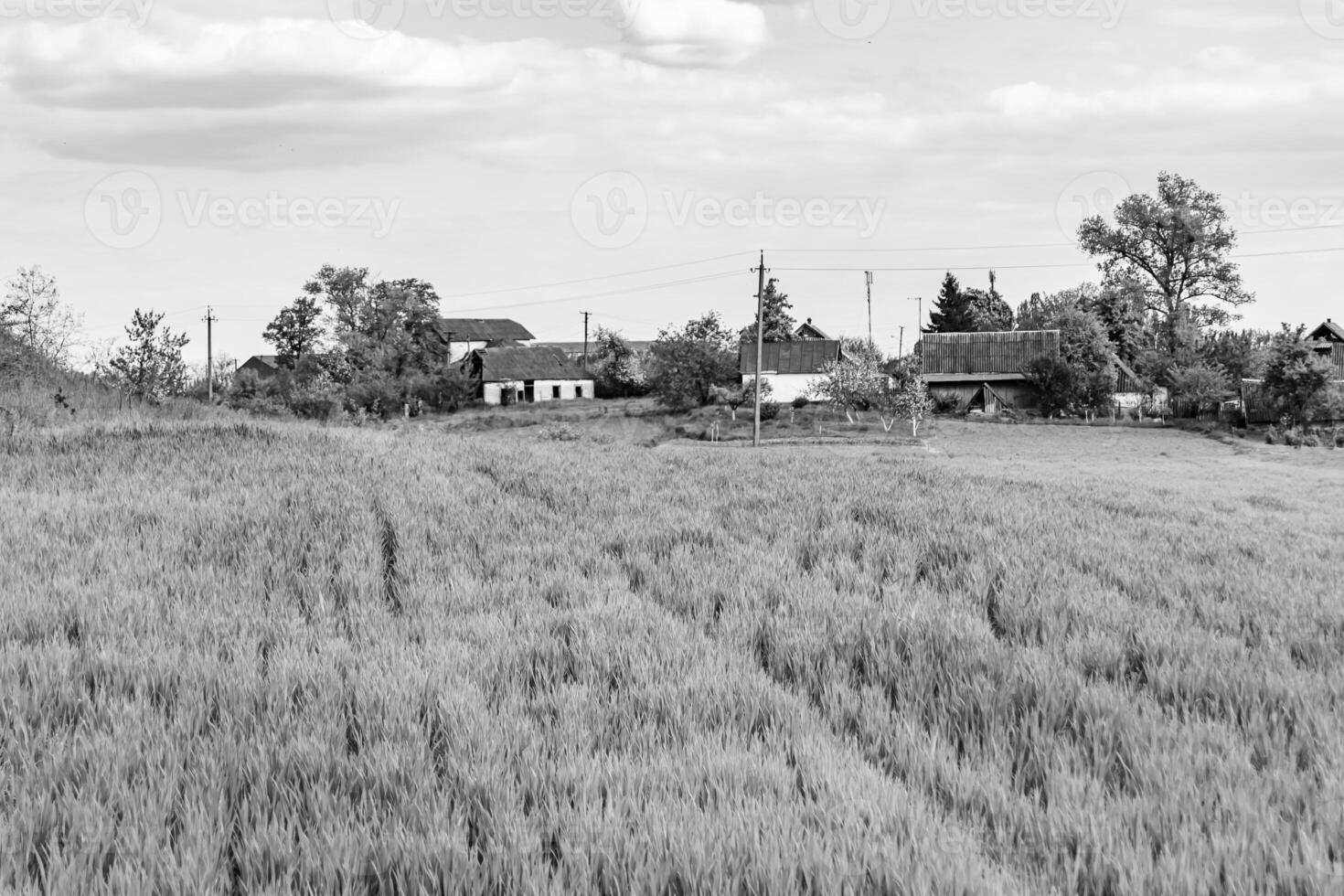 Beautiful horizon scenery in village meadow on color natural background photo