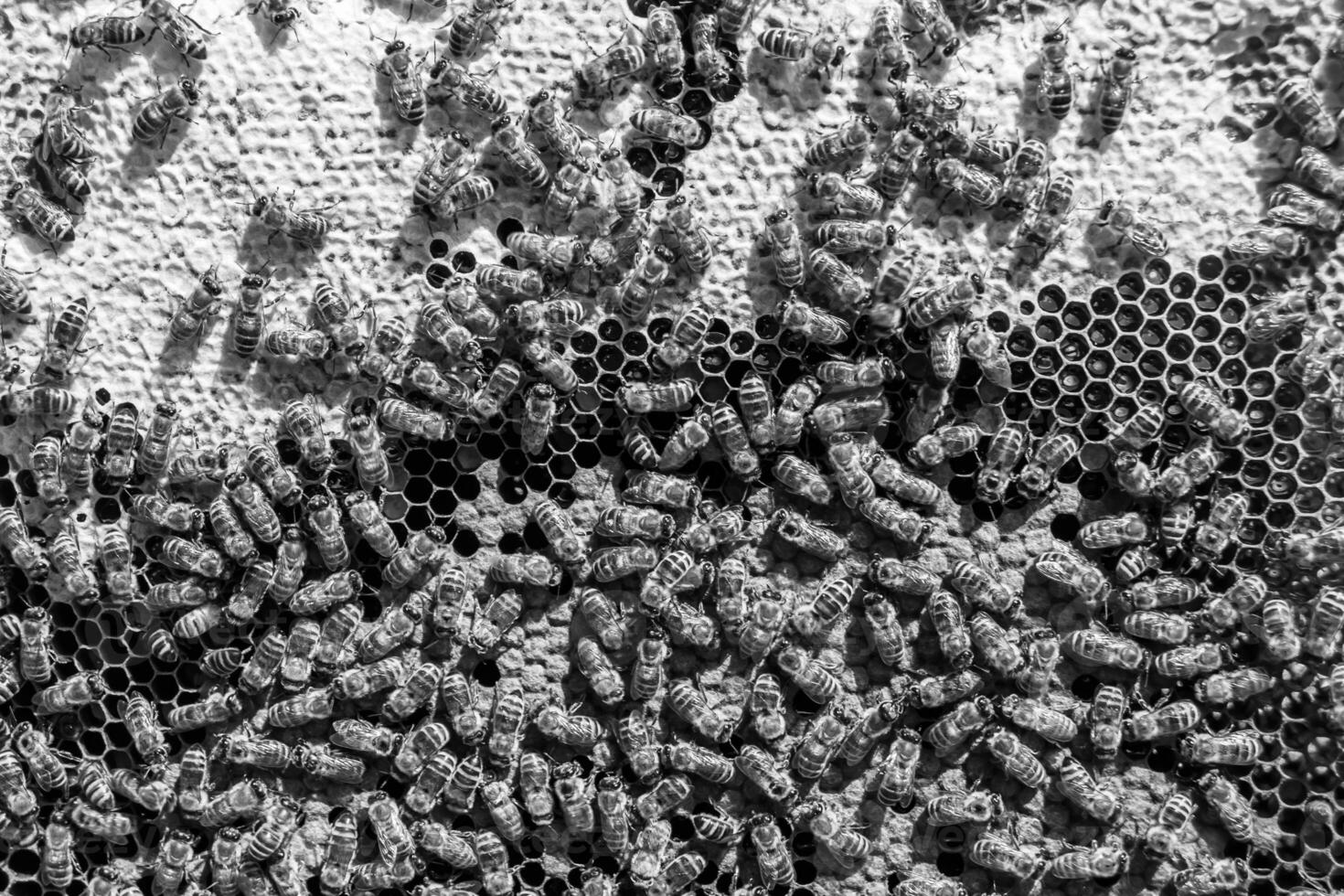 Abstract hexagon structure is honeycomb from bee hive filled photo