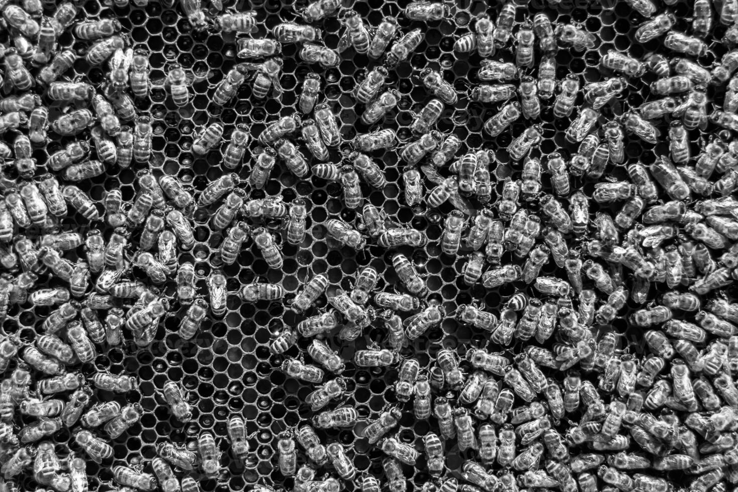 Abstract hexagon structure is honeycomb from bee hive filled photo