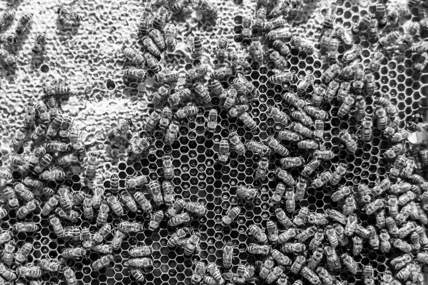 Abstract hexagon structure is honeycomb from bee hive filled photo