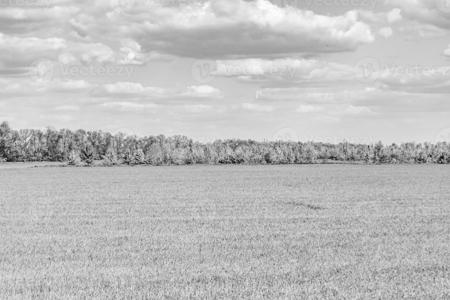 Beautiful horizon scenery in village meadow on color natural background photo
