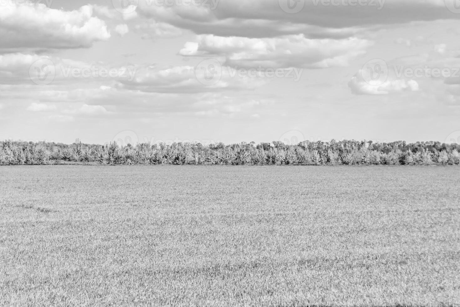 Beautiful horizon scenery in village meadow on color natural background photo