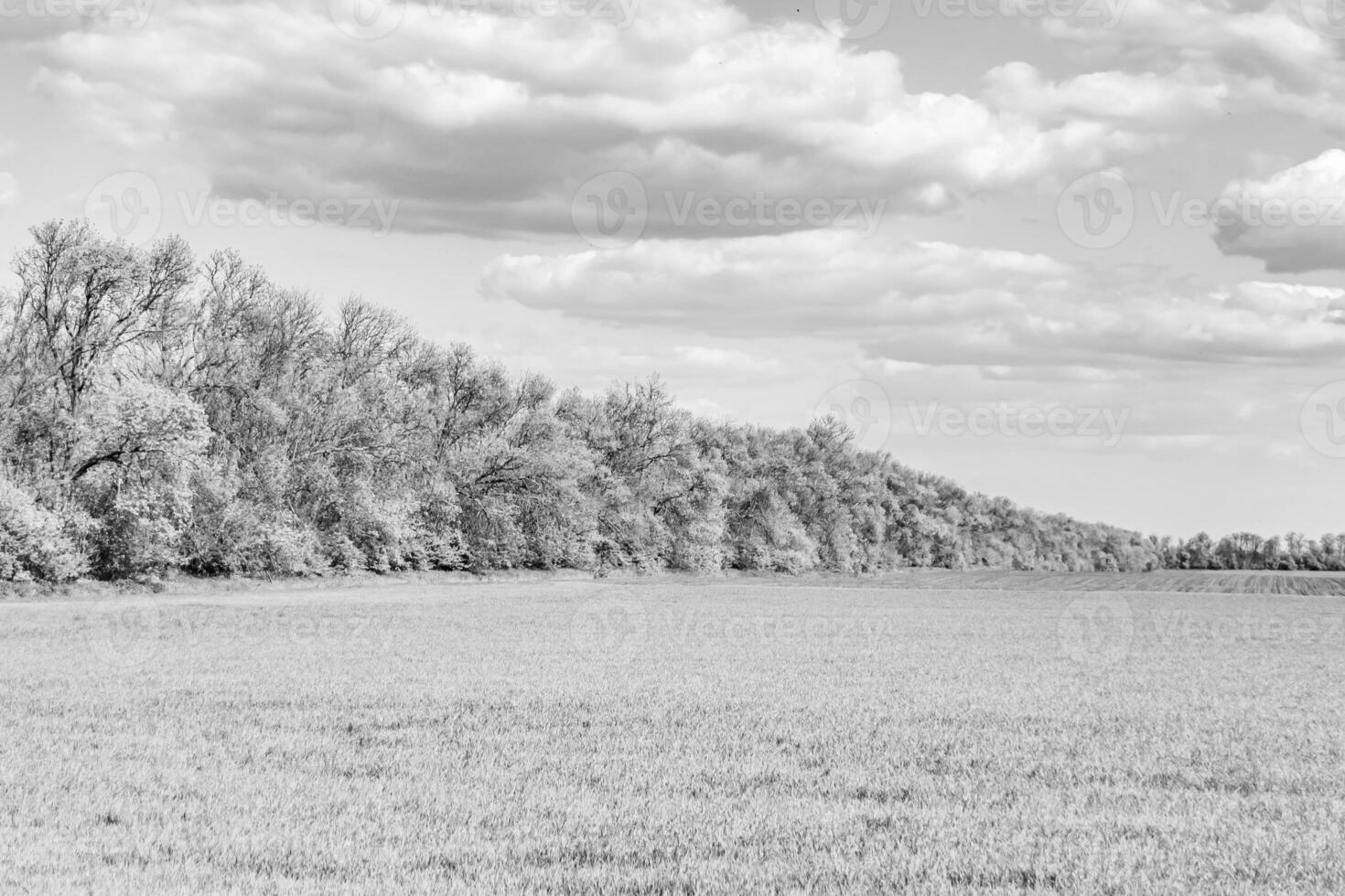 Beautiful horizon scenery in village meadow on color natural background photo