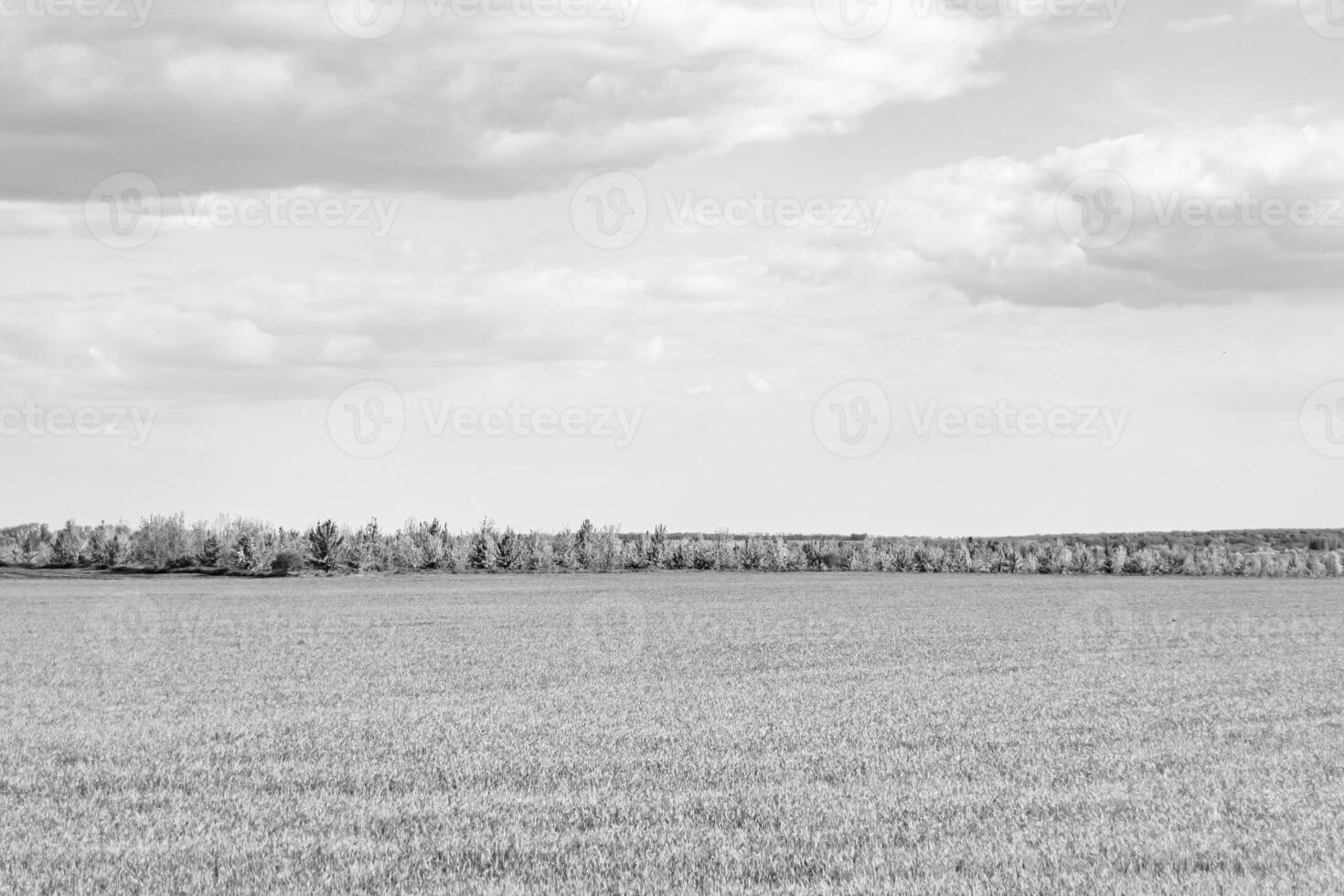 Beautiful horizon scenery in village meadow on color natural background photo