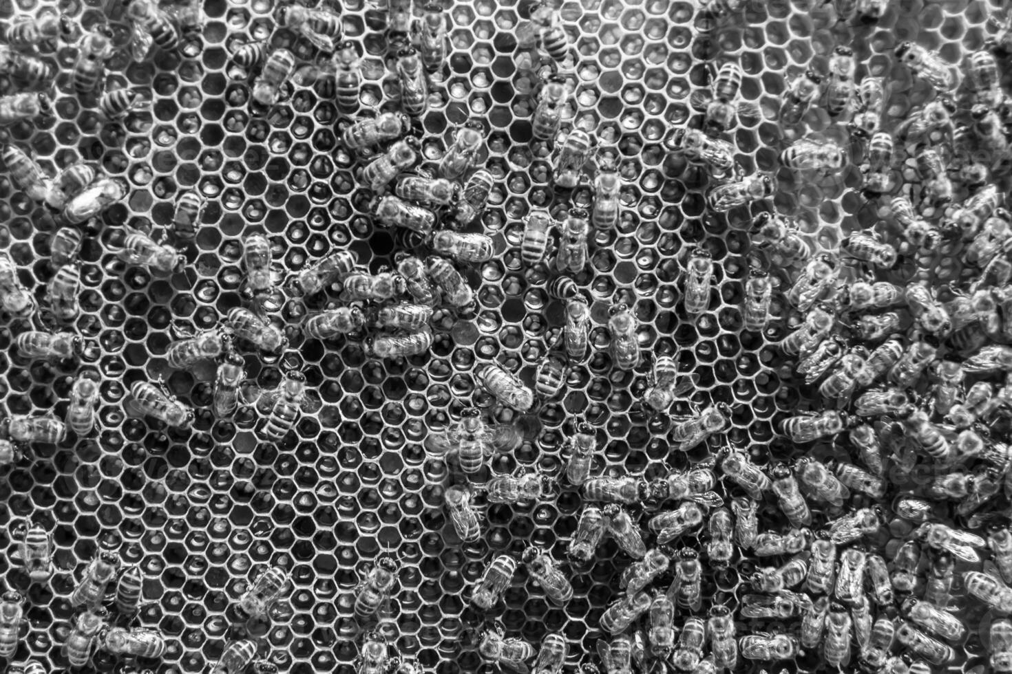 Abstract hexagon structure is honeycomb from bee hive filled photo