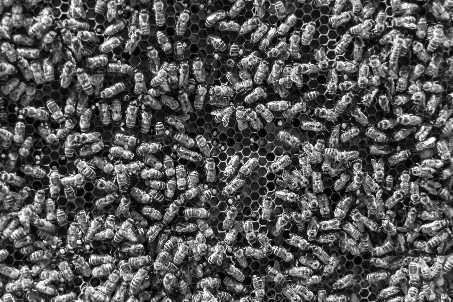 Abstract hexagon structure is honeycomb from bee hive filled photo
