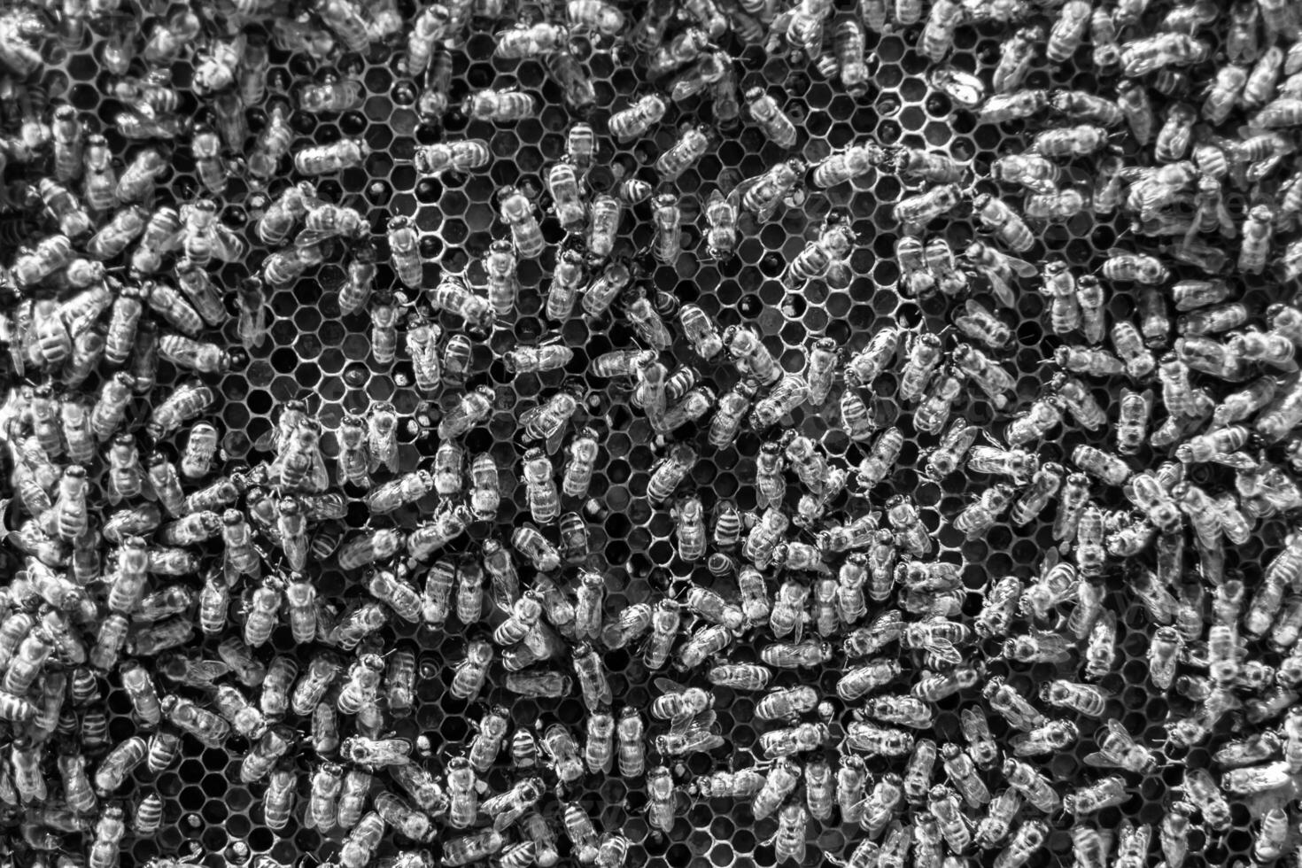 Abstract hexagon structure is honeycomb from bee hive filled photo