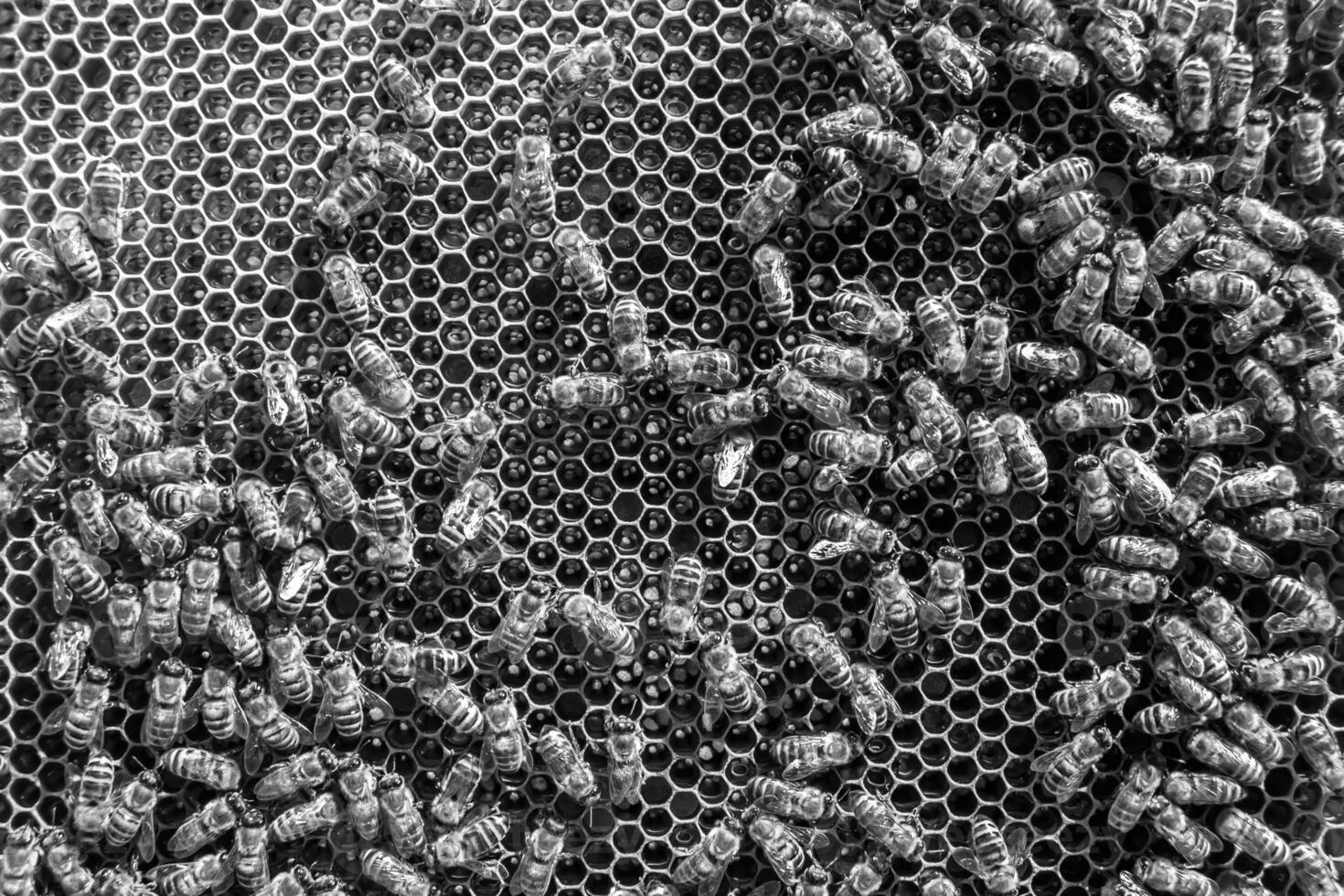 Abstract hexagon structure is honeycomb from bee hive filled photo