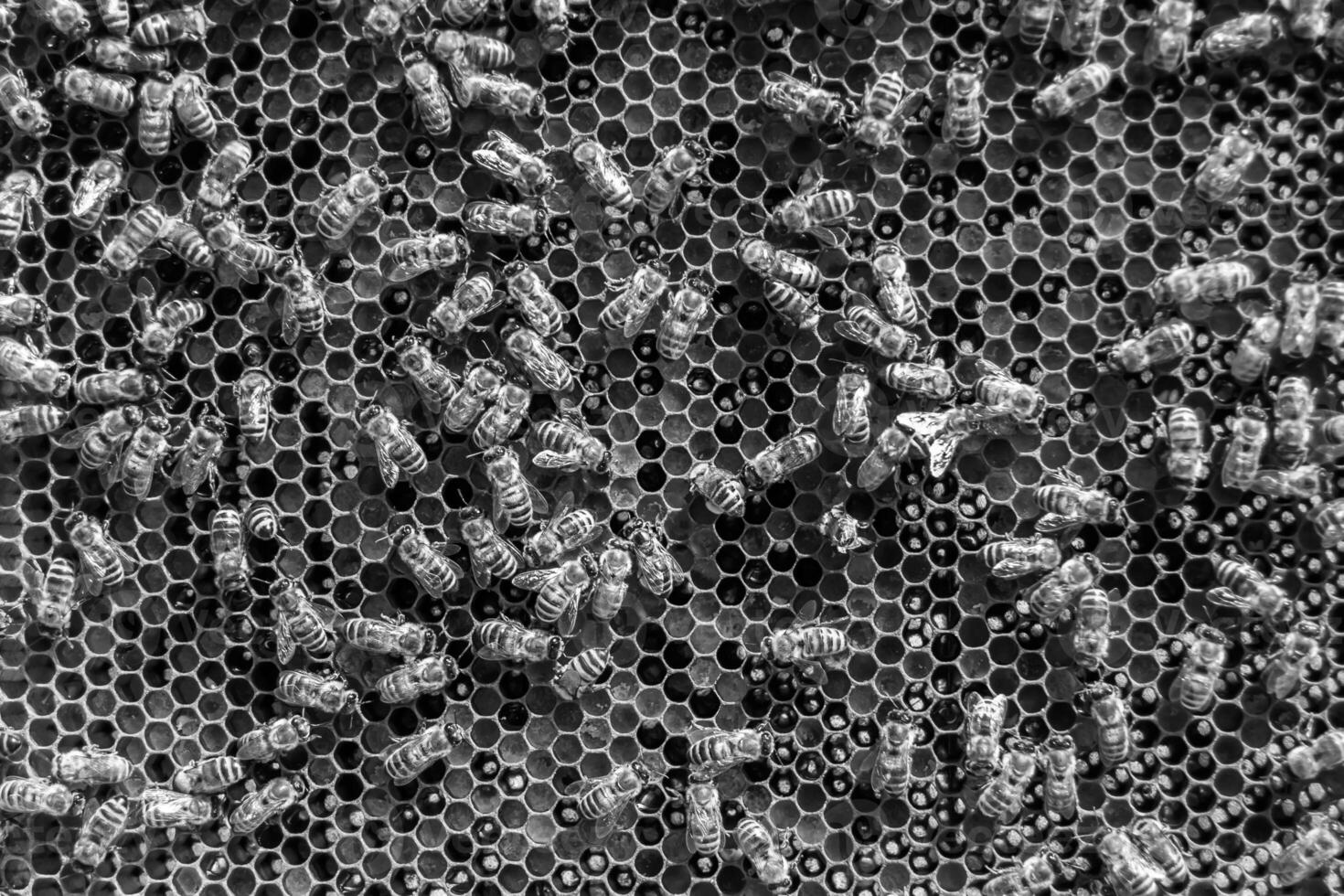 Abstract hexagon structure is honeycomb from bee hive filled photo