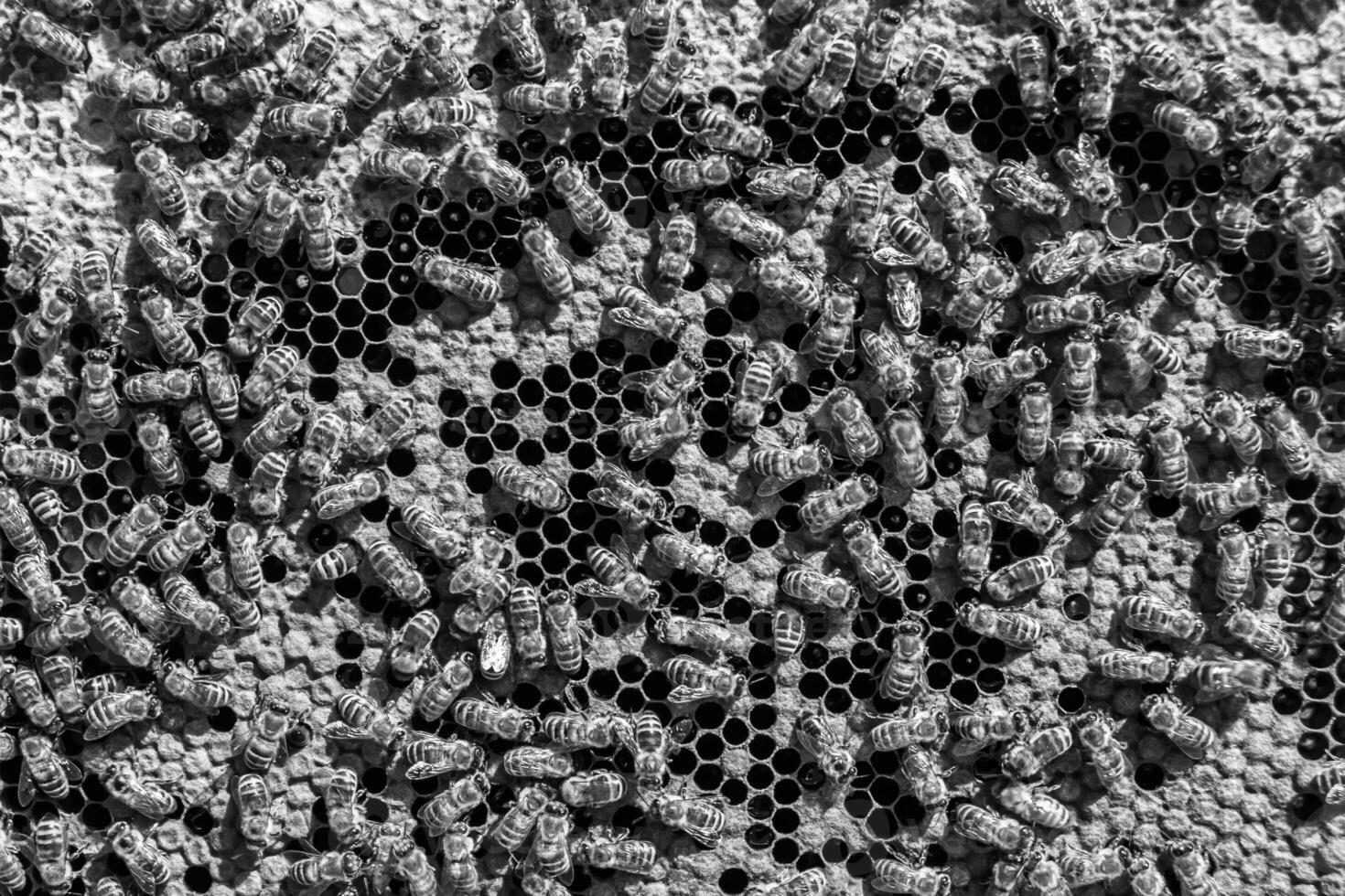 Abstract hexagon structure is honeycomb from bee hive filled photo
